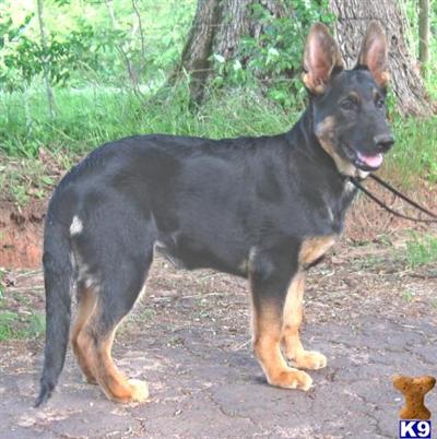 German Shepherd Puppies in TX